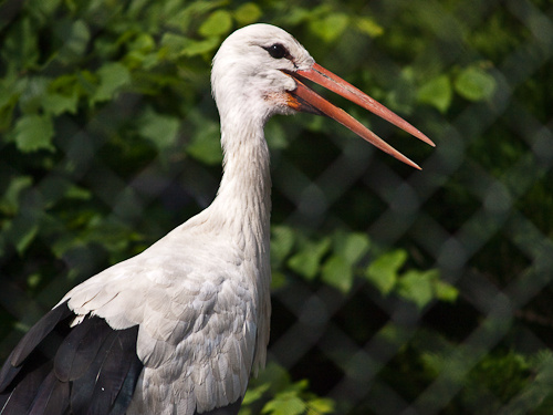 moscow zoo-13.jpg