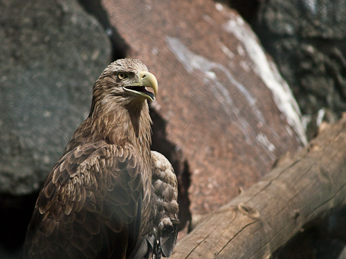 moscow zoo-4.jpg