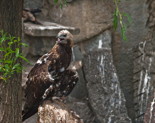 moscow zoo-5.jpg