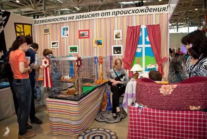 Выставочная карьера домашних кошек