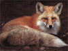 Фотография пользователя  Foxy Red