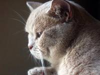 Кошачья страничка