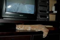 Кошачья страничка 3