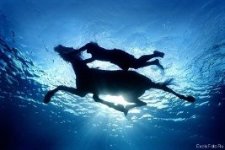 Подводный мир красоты и грации