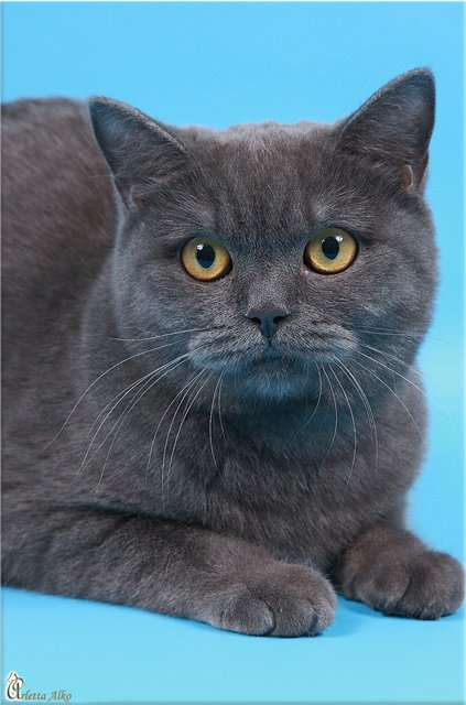 C:\Documents and Settings\Admin\Рабочий стол\КОТЯТКИ\для сайта\15aa950e77d8.jpg
