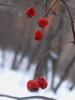 Фотография пользователя  winter,s cherry