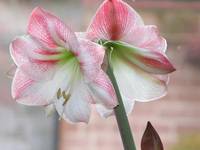 Amaryllis