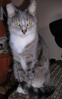 Котики
