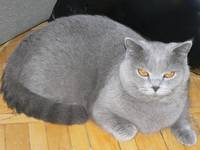 Котята и их родители