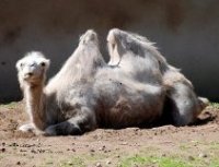 Фотоконкурс: Корабли пустыни