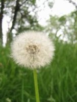 Фотоконкурс: Блиц: Пушистики