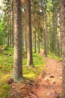 "Геометрия в природе. Параллельные прямые. "
