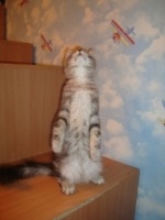 Кот растет...
