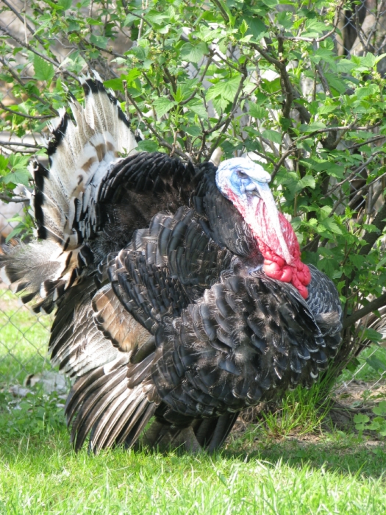 D:\Мои документы\Мои рисунки\Май 2009\Май 2009 062.jpg