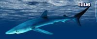 Фотография пользователя  Blue Shark