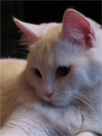 Фотография пользователя  tana_cat