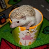 Фотоконкурс: Звериное любопытство