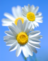 31625430106139105.png