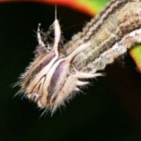 Фотоконкурс: Посоревнуемся? 2 тур: Битва насекомых
