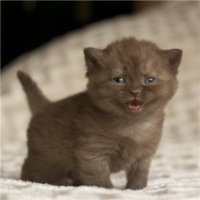 Котята продажа