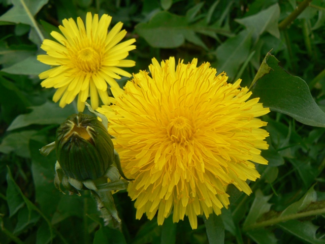 P1050227.JPG