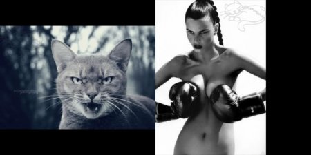 Коты и девушки.