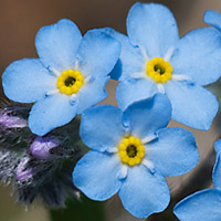 forgetmenotka