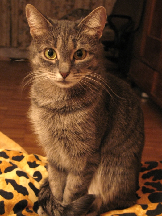 Кошка.jpg