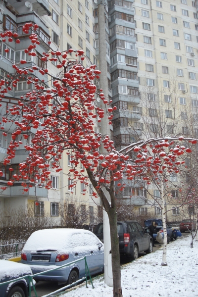 рябинушка зимой
