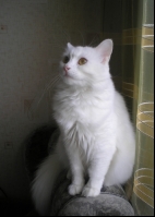 Алиса