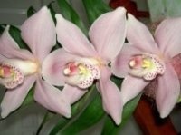 Ne bivaet nekrasivih orchidei