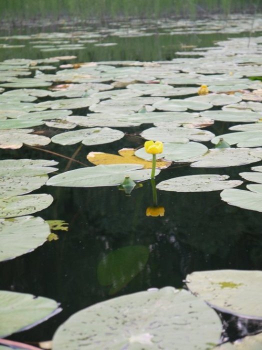 E:\архив\usert\таня\Ася\small\_1050551.JPG