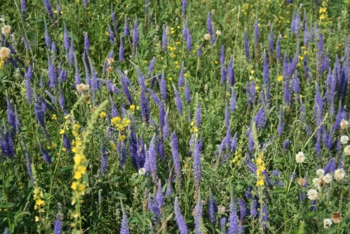 IMG_1179.jpg