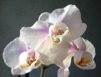 Фотоконкурс: Цветочный счет 3 и 4