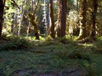 Olympic Peninsula- 2005
