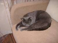 Наш котярик