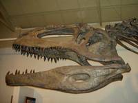 dinozavrios