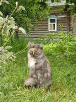 Моя кошечка.