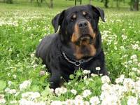Палмар. 26.05.1996-25.06.2005