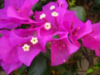 Фотография пользователя  vine