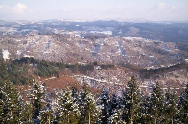 919574.jpg