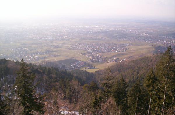 919575.jpg