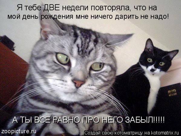 Пятничная кототема