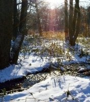 Фотоконкурс: В снежном заточении