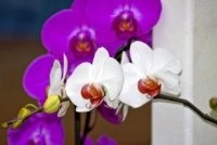 Фотоконкурс: Цветочный гороскоп.Ноябрь.