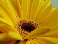 Фотоконкурс: Цветочный счёт. 1 и 2