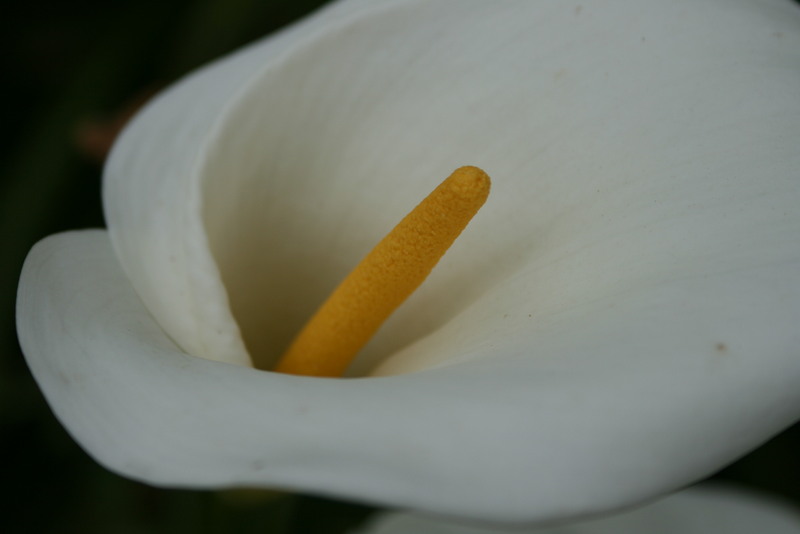3564920.jpg