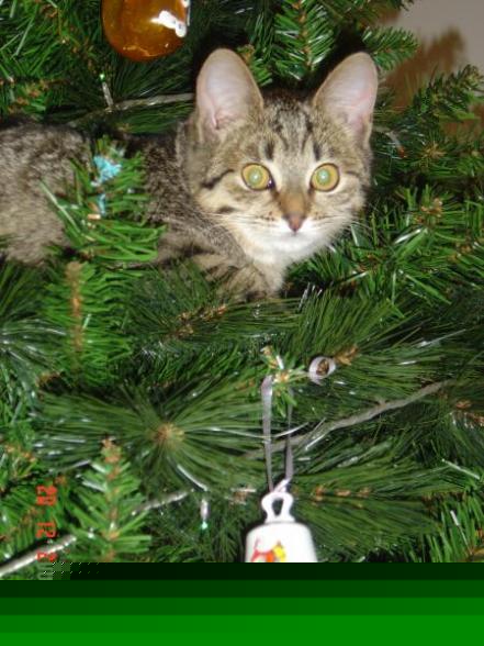 762664.jpg