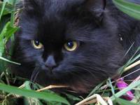 Мой котище, пушистый хвостище:)