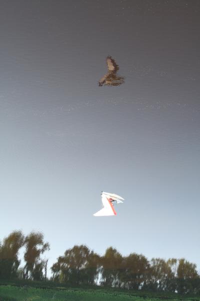 1101434.jpg